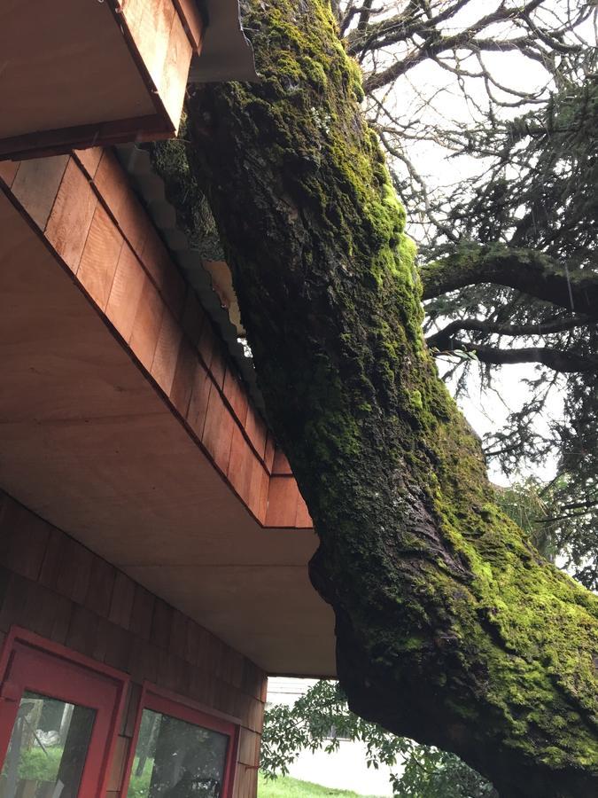 Almabosque Cabanas Puerto Varas Ngoại thất bức ảnh